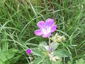 varmland-3010404620