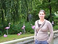 Flamingoes at the safari ride. Who needs to go to 
