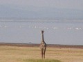 A giraffe admiring the view!
