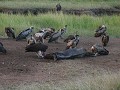 Vultures feasting on a wilderbeast carcas.