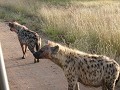 Hyena's.... the loudest and ugliest animal ever!
