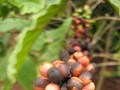 Koffiebonen
