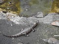Mini caiman