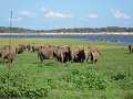 Wilde olifanten. (Sri Lanka 2202 S95)