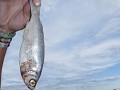 IMG 5796