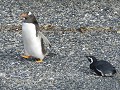 2 soorten pinguïns te samen