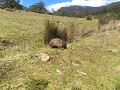 Onze eerste Wombat