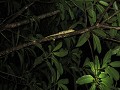 Monteverde by night 001