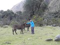 Schattige ezels
