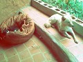 lazy pets, Krabi, Thailand