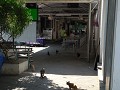 De katten van Wat Pho