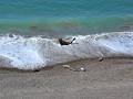 Zeehonden  op het strand, tzit ier vul!