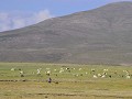 Herderinnetje op de Altiplano