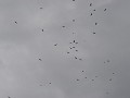 Een zwerm gieren in de lucht boven Puerto Montt vo