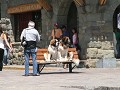 St Bernards moeten poseren op de Plaza in Bariloch