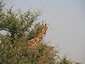 Een giraf beloert ons van achter een boom