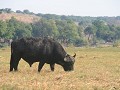 Een grazende buffel op 1 van de eilanden in de Cho