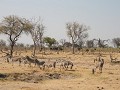 Zebra's en olifanten, typisch afrikaanse wildlife