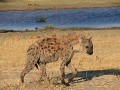 De gevlekte hyena hebben we nog nooit van zo dicht