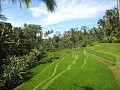 Een van de prachtige rijstvelden nabij Pura Gunung