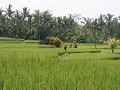 De prachtig groene rijstvelden ten noorden van Ubu