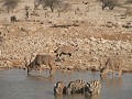 Zebra's, koedoes en gemsbokken delen de poel