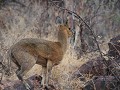 De klipspringer, een kleine antilope die van rots 