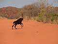 De sabelantilope loopt voor onze Landrover de weg 