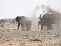 De olifanten bedekken zichzelf onder een laag stof