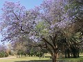 De paarse jacaranda staat in bloei