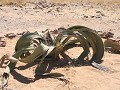 De welwitschia, de nationale plant van Namibie, ka