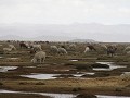 Alpacas en lamas op de altiplano