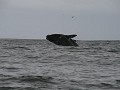 De walvissen springen 5 keer na mekaar met een tus