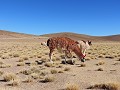 Uyunitour - De eerste lama's van de tour