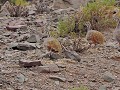 Uyunitour