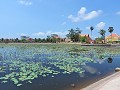 Kampot - Lotusbloemen vijver