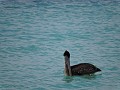 Vinales - Cayo Levisa - Bruine pelikaan