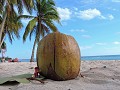 Playa Giron - Onze Boris op Playa de coco