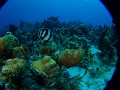 Playa Giron - duiken in cueva de los peces