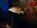 Playa Giron - duiken in cueva de los peces