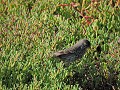 Galapagos - Cruise - Isla Plaza Sur