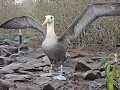 Galapagos - Cruise - Isla Espanola - Waved albatro