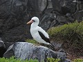Galapagos - Cruise - Isla Espanola - Nazca boobie