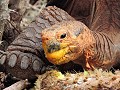 Galapagos - Isla Santa Cruz - Darwin Breeding Cent