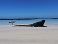 Galapagos - Isla Santa Cruz - Tortuga Bay - Marine