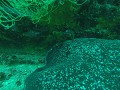 Galapagos - Duiktrips - Marble Ray