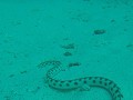 Galapagos - Duiktrips - Tiger snake eel
