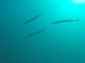 Galapagos - Duiktrips - Pelican Barracuda