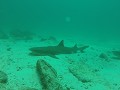 Galapagos - Duiktrips - White tip reef shark