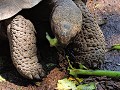 Galapagos - Dagtrip naar Isla Isabela - Giant Turt